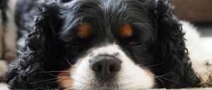 Ein Nahaufnahme eines schwarz-weißen Hundes mit braunen Flecken um die Augen, der auf der Seite auf einer weißen Oberfläche liegt und die Augen geschlossen hat.