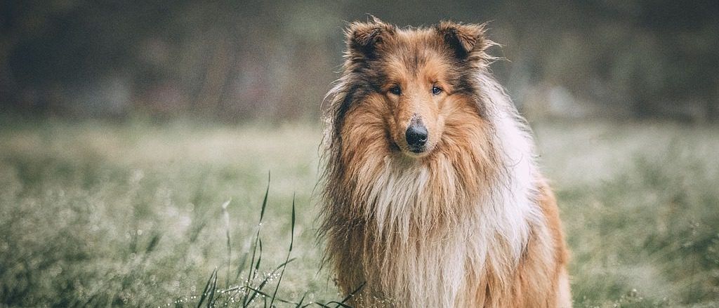 Ein Collie-Hund steht auf einem Grasfeld, sein Fell weht im Wind. Der Hund ist braun und weiß mit einem dicken Fell.