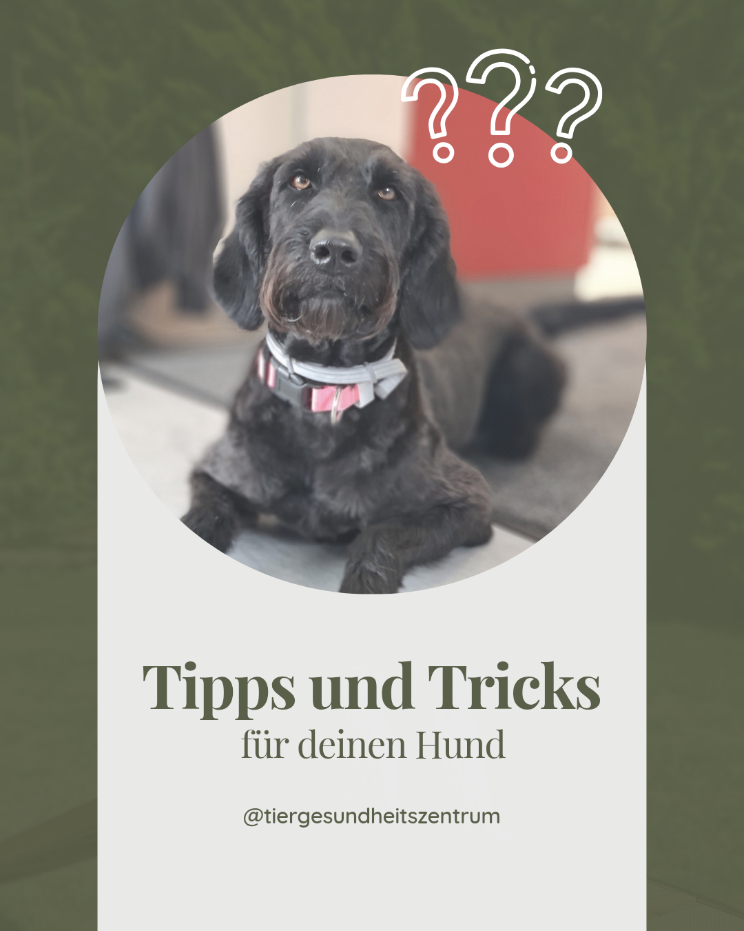 Ein Bild eines schwarzen Hundes mit rosa Halsband auf einem Teppich, das Tipps und Tricks für Ihren Hund von einem Tiergesundheitszentrum bewirbt.