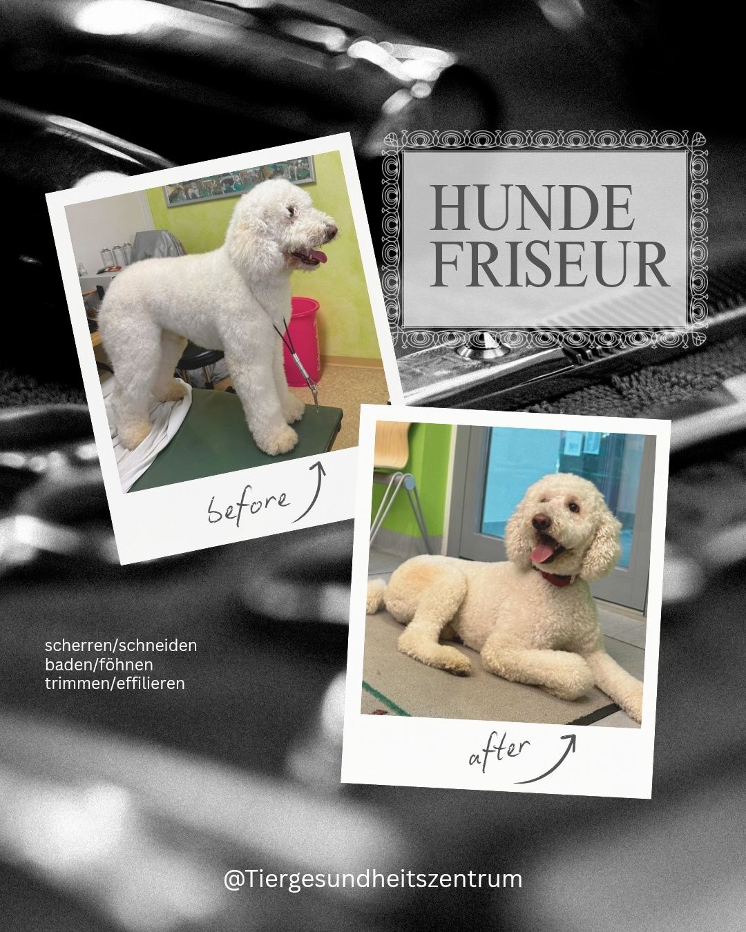 Zwei Bilder zeigen einen weißen Pudel vor und nach der Pflege. Vor der Pflege steht der Hund auf einem Tisch. Nach der Pflege liegt er auf dem Boden. Der Text lautet 'Hunde Friseur'.