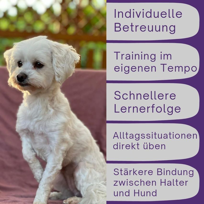 Ein weißer Hund sitzt auf einem roten Sofa mit mehreren Texten auf der rechten Seite. Der Hund sieht geradeaus. Es scheint ein Poster über Hundetraining zu sein.