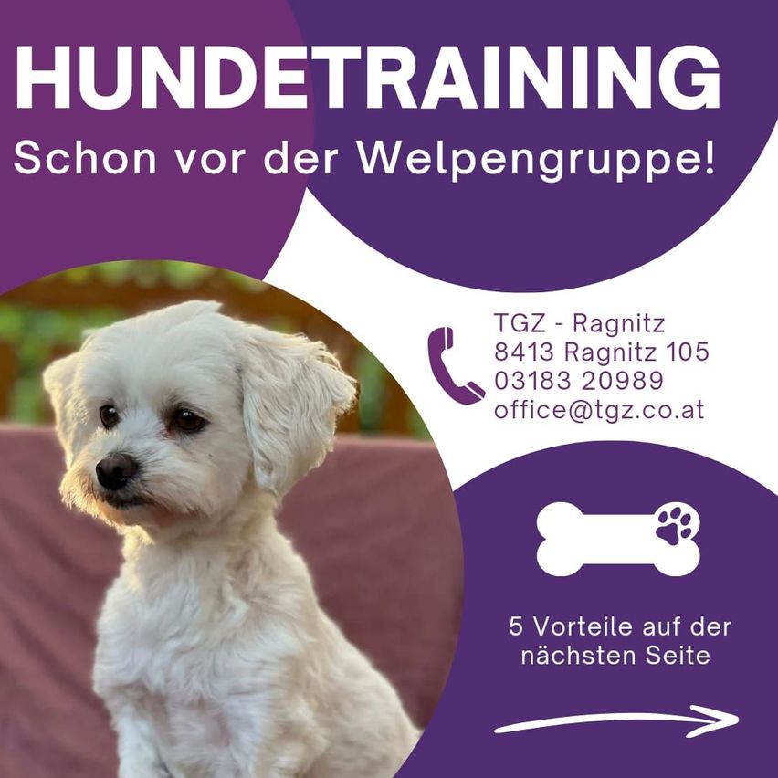 Ein weißer Hund sitzt auf einer rosa Couch. Das Bild ist ein Werbeplakat für Hundetraining. Der Text lautet 'HUNDETRAINING' mit Kontaktinformationen.