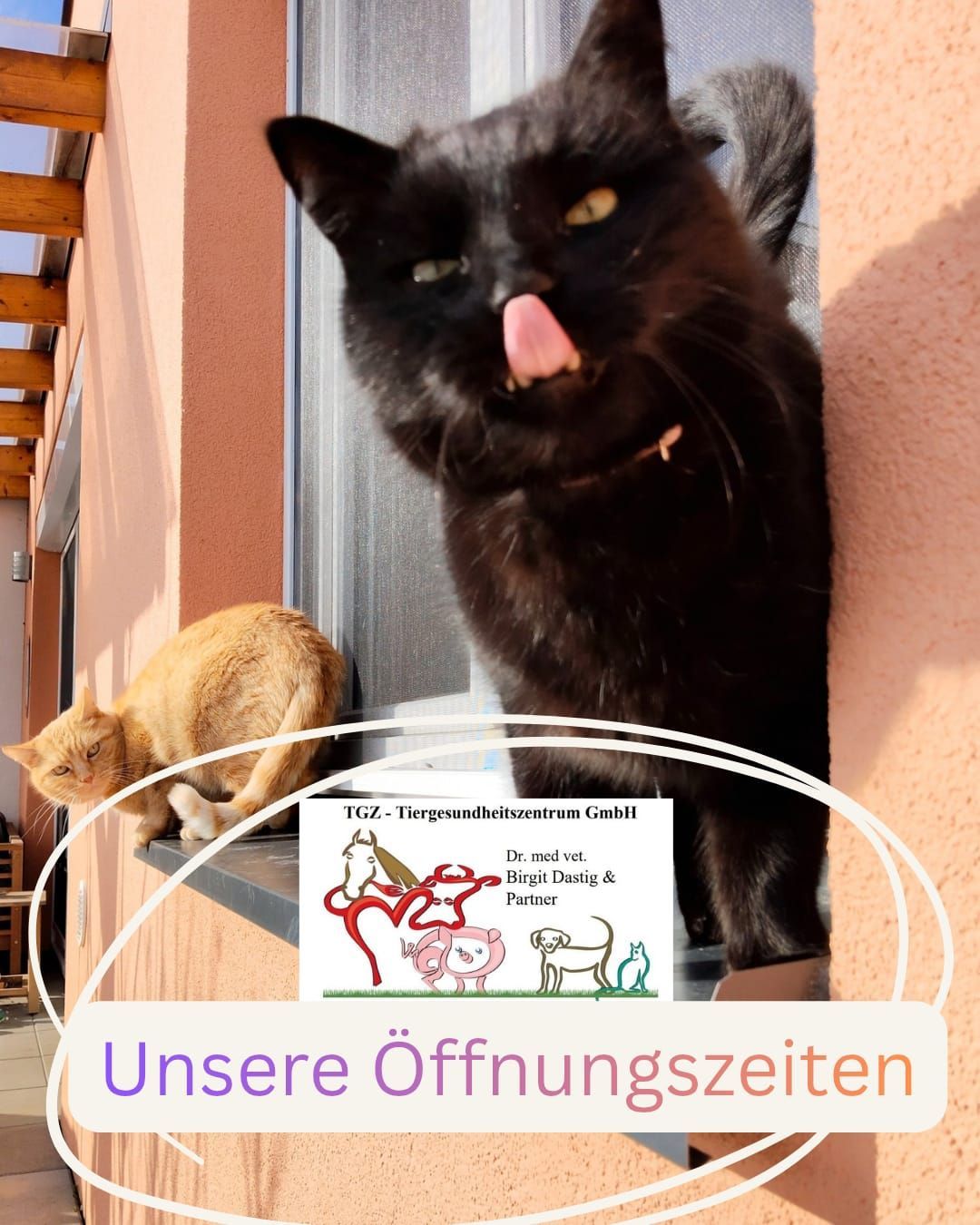Zwei Katzen auf einer Fensterbank. Eine schwarze Katze reckt die Zunge heraus. Eine orange Katze sitzt auf der Fensterbank. Der Text auf dem Bild lautet 'Unsere Öffnungszeiten'.