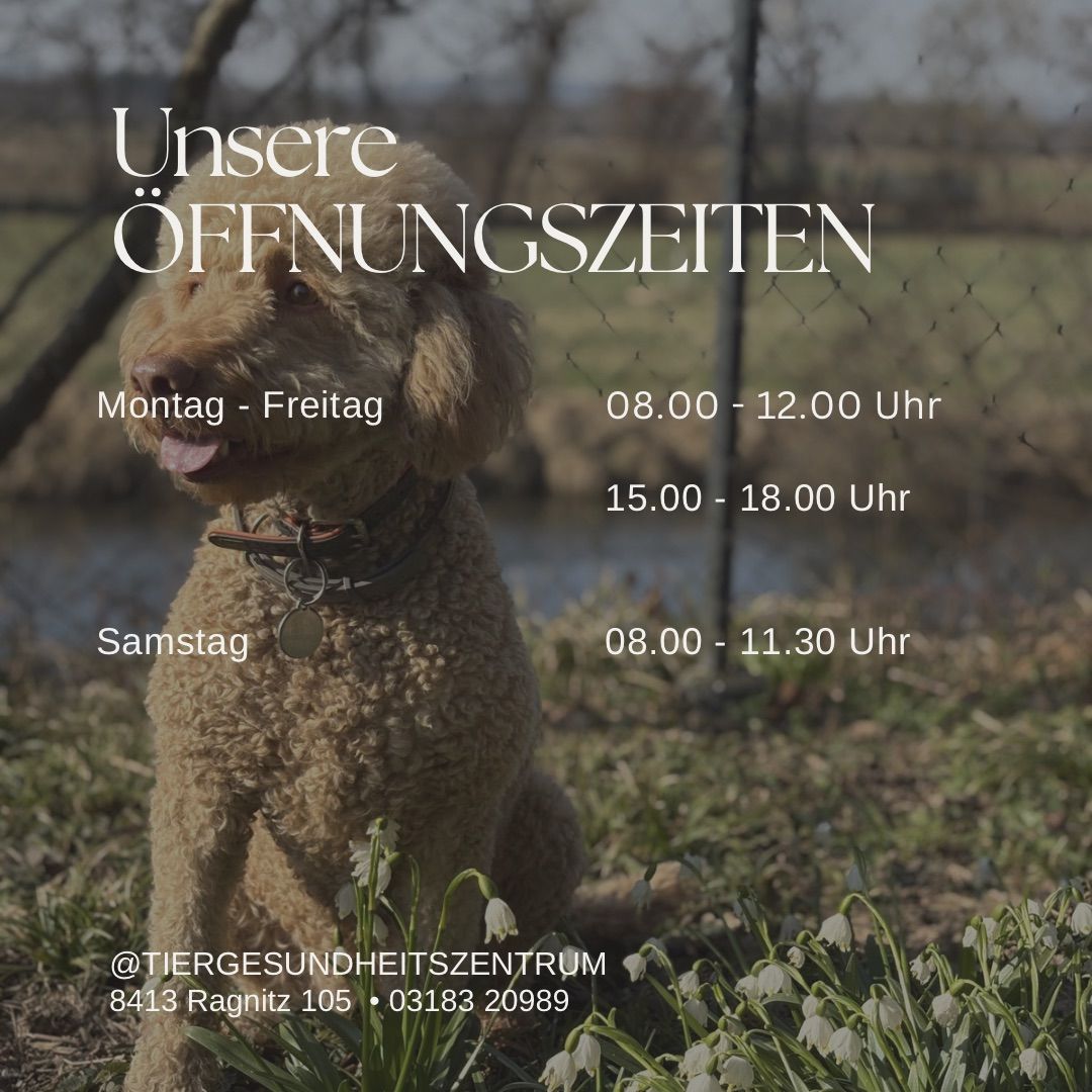 Ein Hund sitzt im Freien. Das Bild zeigt Öffnungszeiten einer Einrichtung, einschließlich Kontaktdaten.