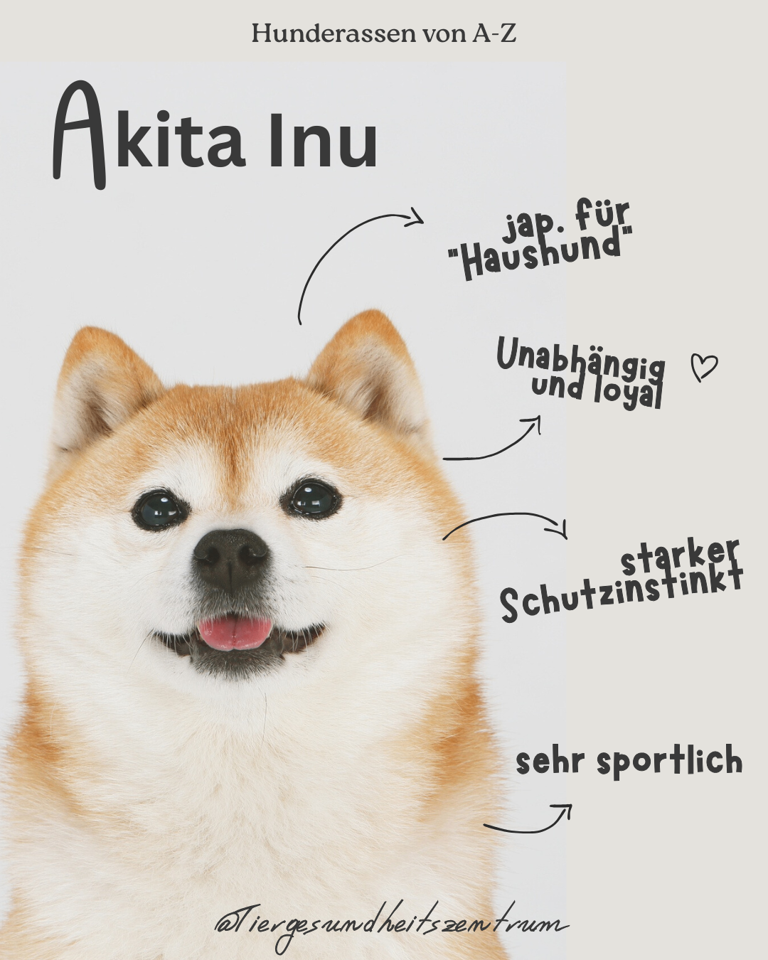 Ein Bild eines Akita Inu Hundes, einer japanischen Rasse, die seine unabhängige und loyale Natur, starke Schutzinstinkte und athletische Statur hervorhebt.