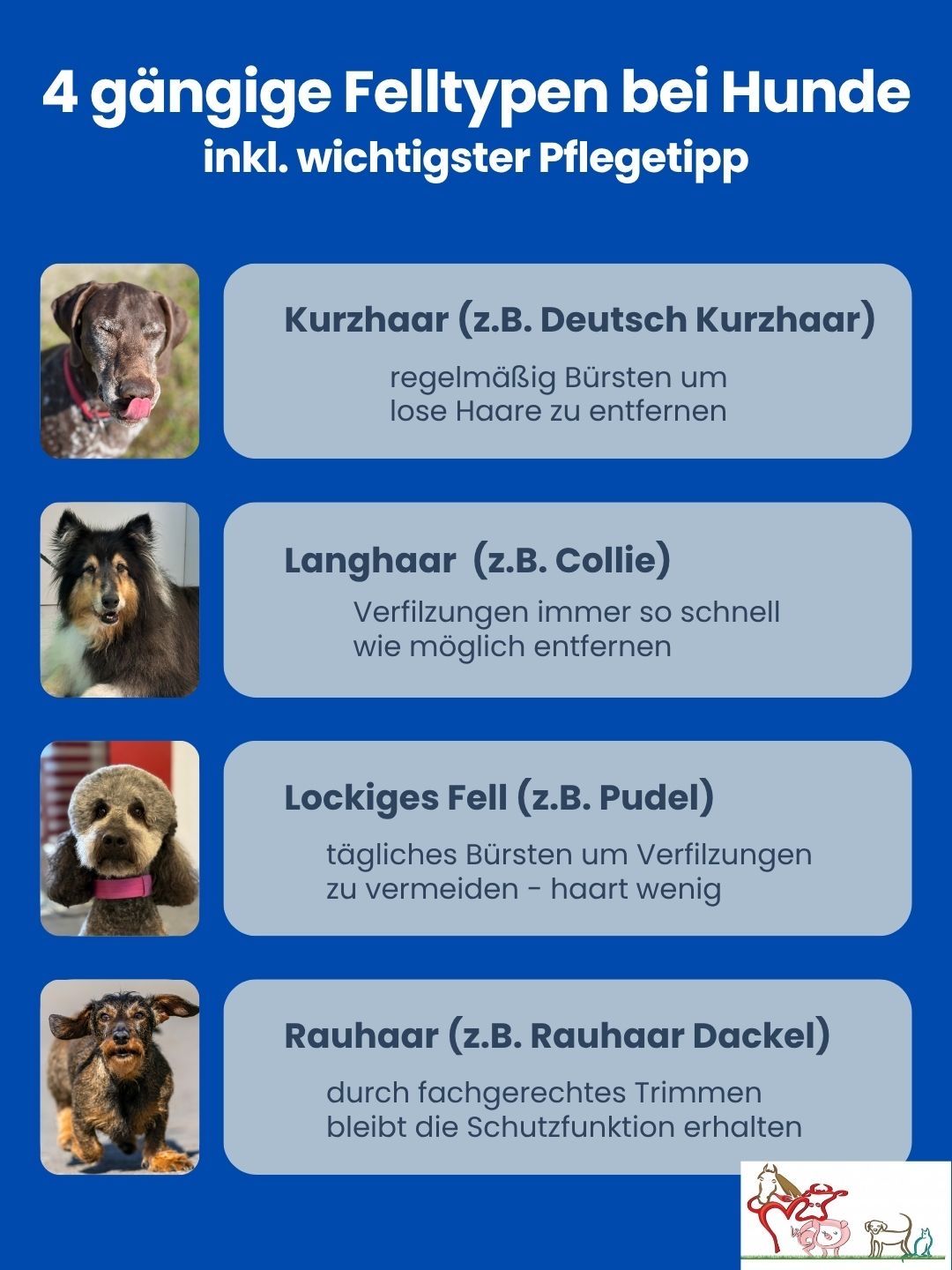 Ein blaues Poster mit vier Abschnitten, die jeweils eine andere Hunderasse und entsprechende Pflegetipps zeigen. Die Rassen sind Kurzhaar, Langhaar, Lockiges Fell und Rauhaar. Jeder Abschnitt enthält ein Bild des Hundes und eine kurze Beschreibung der Pflegepraktiken.
