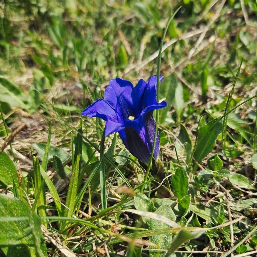 A single blue flower stands out against a backdrop of lush green grass, its petals reflecting the sunlight.