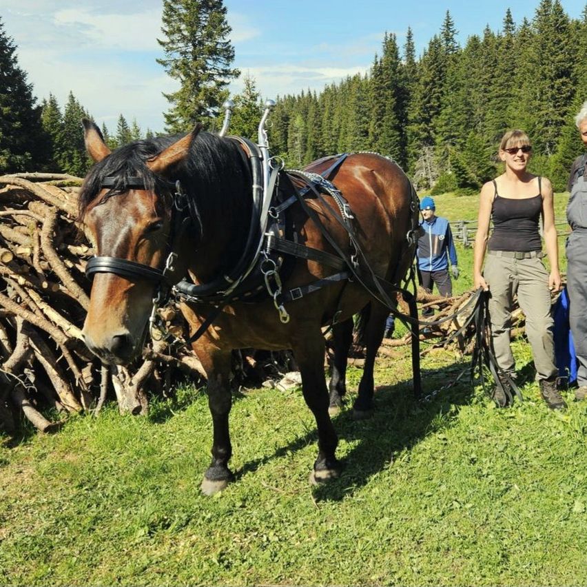 A brown horse with harness stands on grass with a woman in a black tank top, two men, and a pile of wood.