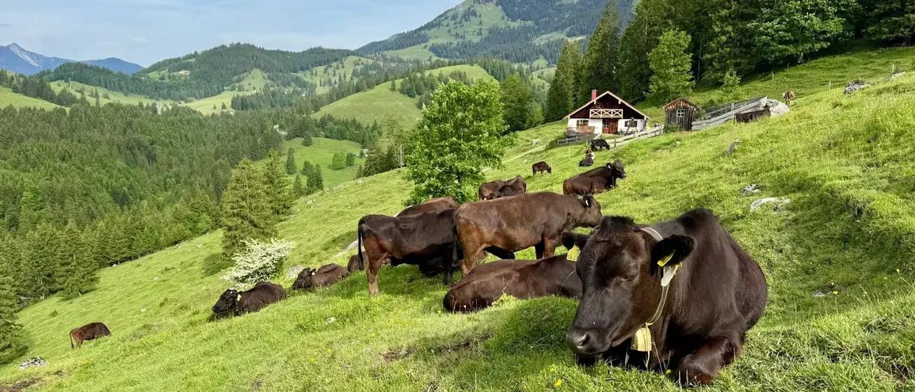 Ein Hügel mit mehreren braunen Kühen, die im Gras liegen, ein Haus im Hintergrund mit Bergen in der Ferne.