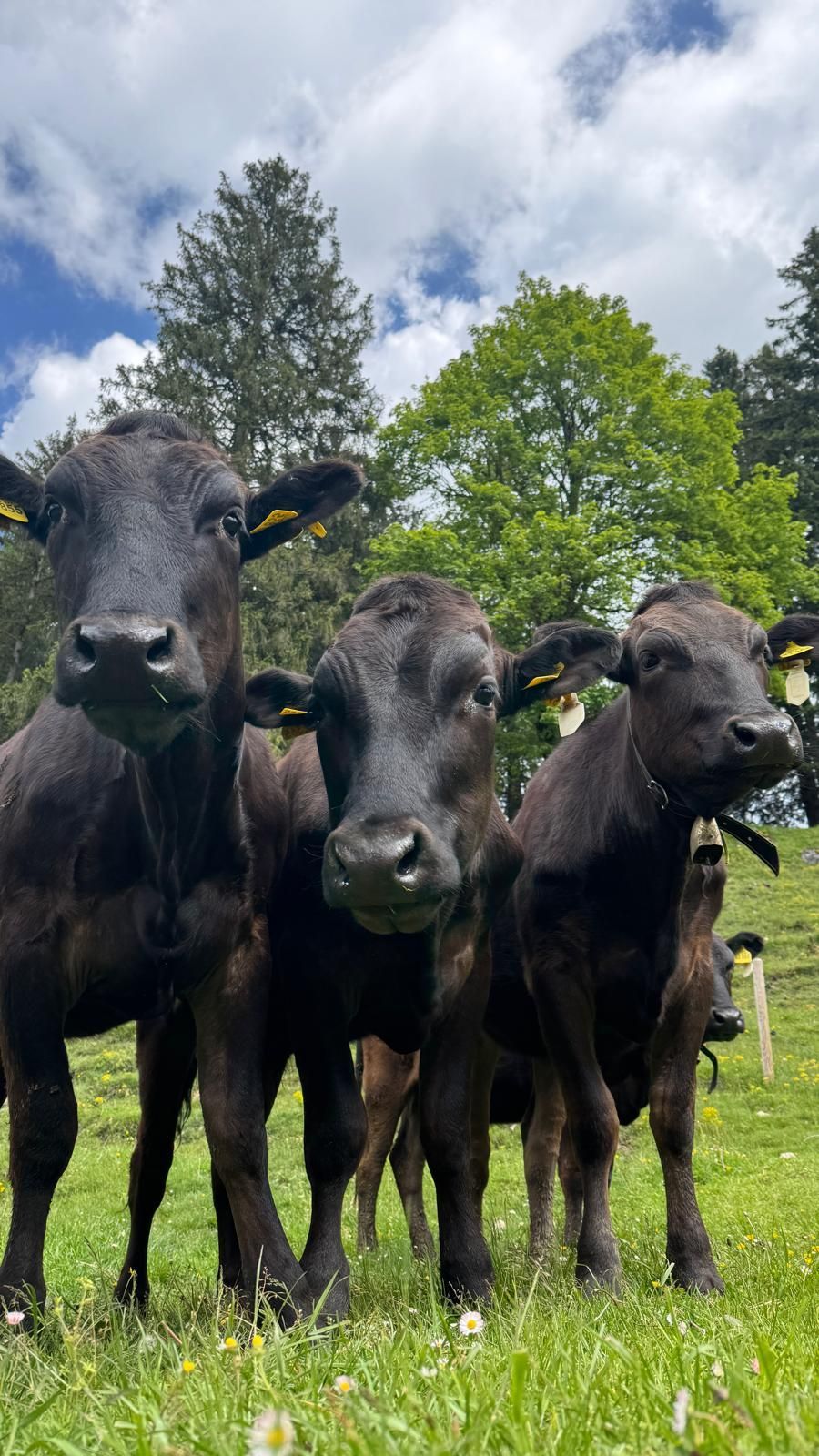 Drei schwarze Kühe mit gelben Markierungen an den Ohren stehen auf einer Wiese mit Bäumen im Hintergrund.
