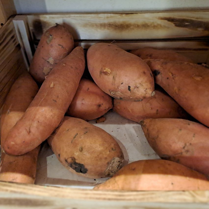 Ein hölzerner Kasten gefüllt mit mehreren Süßkartoffeln. Die Süßkartoffeln sind rotbraun und haben eine raue Textur. Einige von ihnen haben kleine schwarze Flecken.