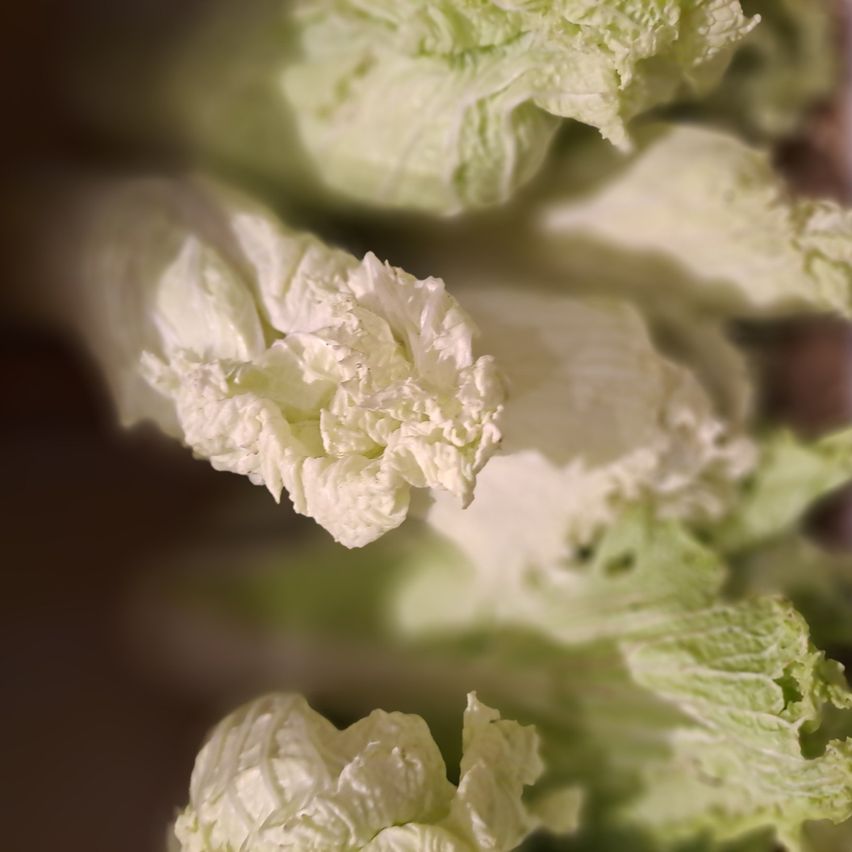 Eine Nahaufnahme von mehreren frischen, grünen Salatblättern, die in einer Reihe angeordnet sind. Die Blätter sehen leicht gewellt aus und haben eine glatte Textur.