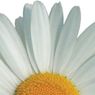 A close-up view of a white daisy with a yellow center and petals.