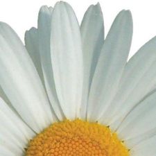 Bibliothek Meiningen-Logo