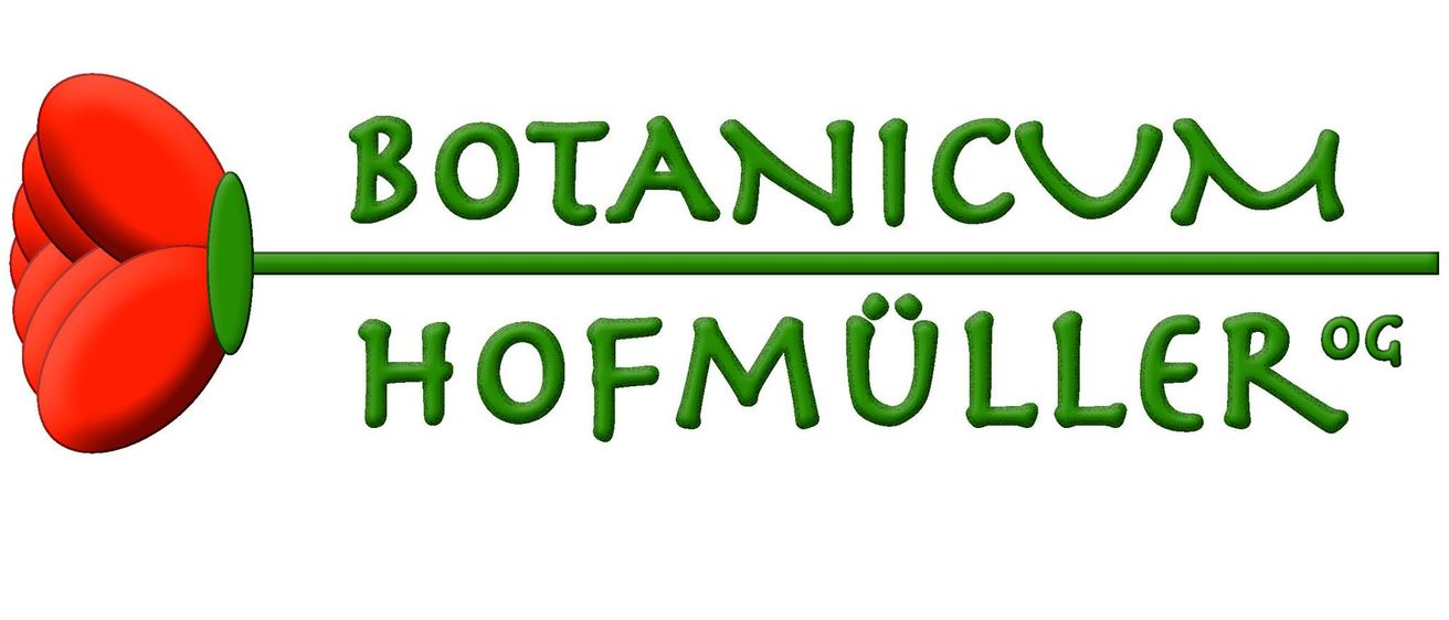 Bild enthält, Flower, Rose, Dynamite, Tulip