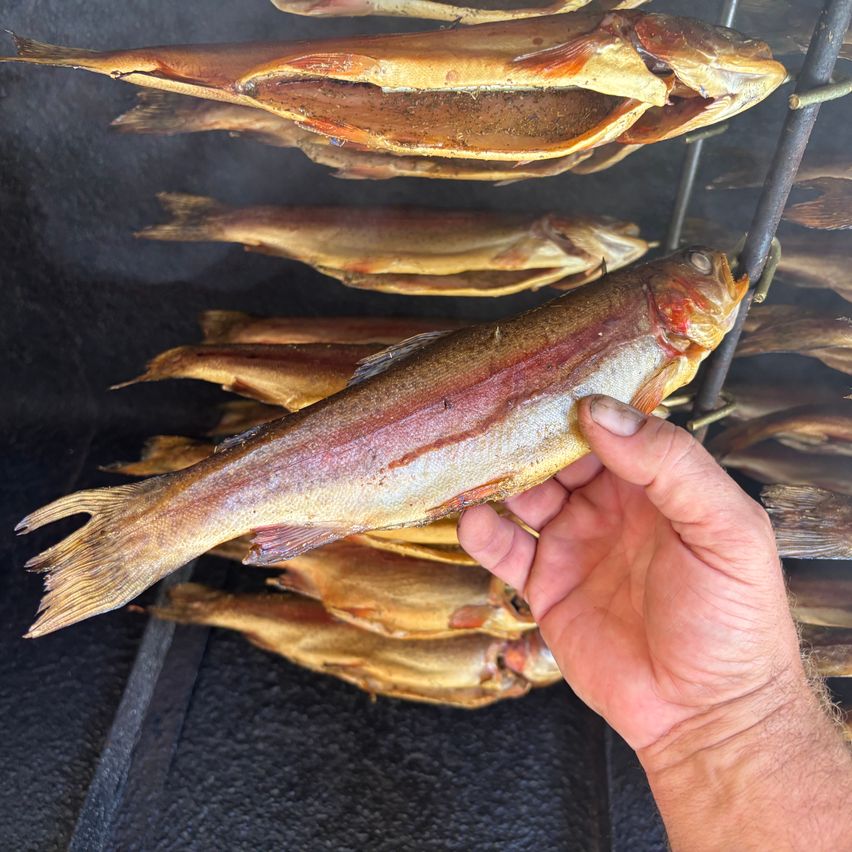 Eine Person hält einen geräucherten Fisch vor einem Gestell mit mehreren weiteren geräucherten Fischen. Der Fisch hat eine goldene Farbe mit einem rötlichen Streifen.