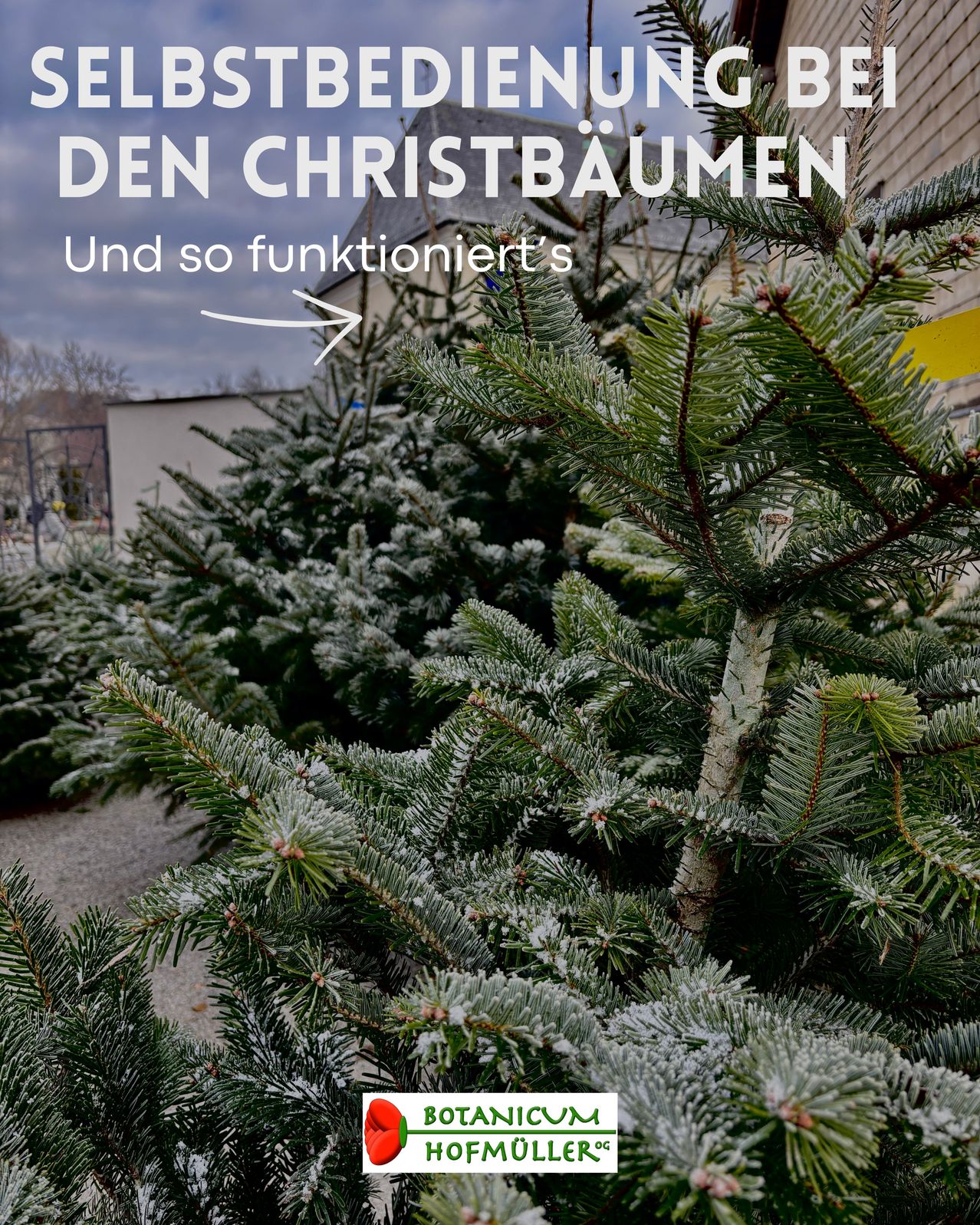 Eine Reihe von Weihnachtsbäumen steht in einer Reihe mit der Überschrift 'Den Christbaumen.' Eine Hand zeigt nach rechts und deutet auf weitere Informationen. Die Bäume haben ein frostiges Aussehen.