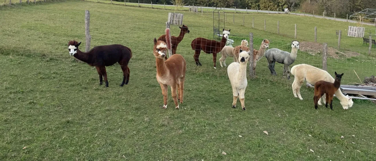 Eine Herde Alpakas steht auf einer Wiese mit einem Holzzaun. Im Hintergrund befinden sich Bäume und Berge.