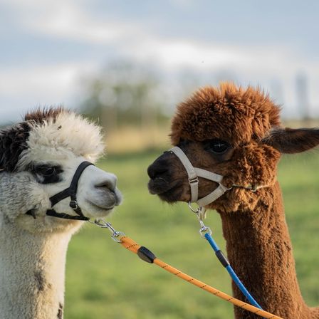 Zwei Alpakas stehen nebeneinander, eines mit weißem Fell und das andere mit braunem Fell. Sie tragen Halfter und Leinen.