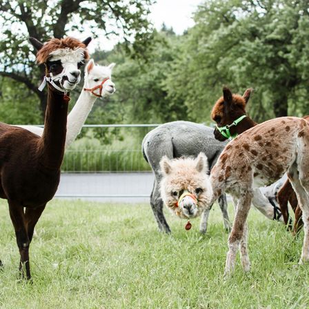 Mehrere Alpakas stehen in einem Grasbereich. Ein braunes Alpaka schaut nach vorne, während andere hinter einem Zaun stehen. Bäume und Büsche sind im Hintergrund.