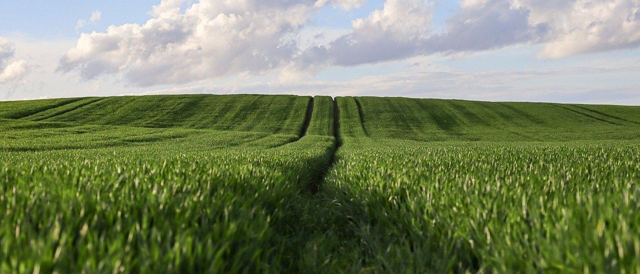 Eine Landschaft mit weiten grünen Feldern unter einem klaren blauen Himmel, zwei deutliche Furchen, die die Felder teilen, und weiße Wolken, die am Horizont verstreut sind.