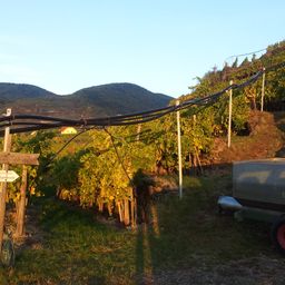 Bild enthält, Nature, Outdoors, Countryside, Machine, Wheel, Rural, Farm, Scenery, Tire, Vineyard