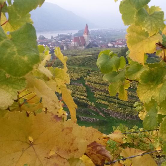 Bild enthält, Leaf, Plant, Nature, Outdoors, Countryside, Rural, Farm, Vineyard