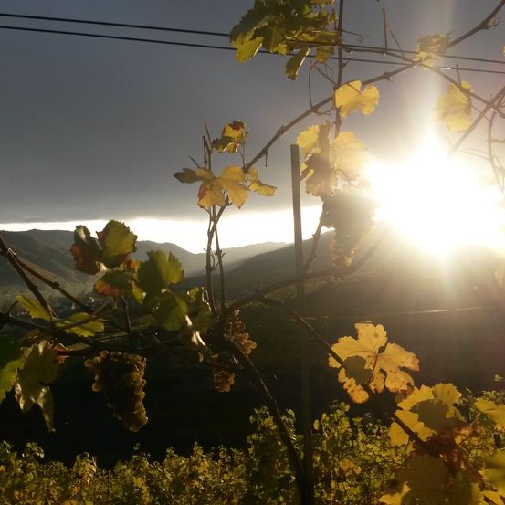 Bild enthält, Flare, Light, Sunlight, Nature, Outdoors, Leaf, Sky, Vegetation, Countryside, Person