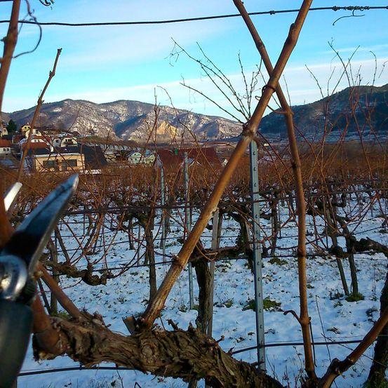 Bild enthält, Outdoors, Nature, Plant, Tree