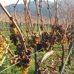 Bild enthält, Nature, Outdoors, Countryside, Rural, Farm, Vineyard, Fruit, Grapes, Plant, Person