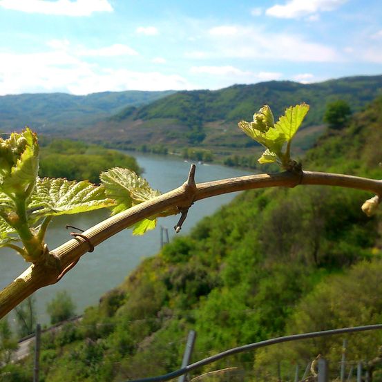 Bild enthält, Outdoors, Nature, Scenery, Countryside, Leaf, Plant, Tree, Vegetation, Rural, Vineyard