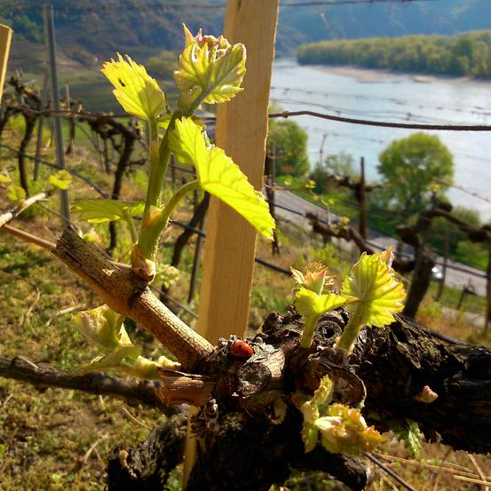 Bild enthält, Nature, Outdoors, Countryside, Rural, Farm, Vineyard, Plant, Vine