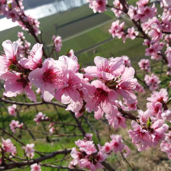 Bild enthält, Flower, Plant, Petal, Geranium, Cherry Blossom