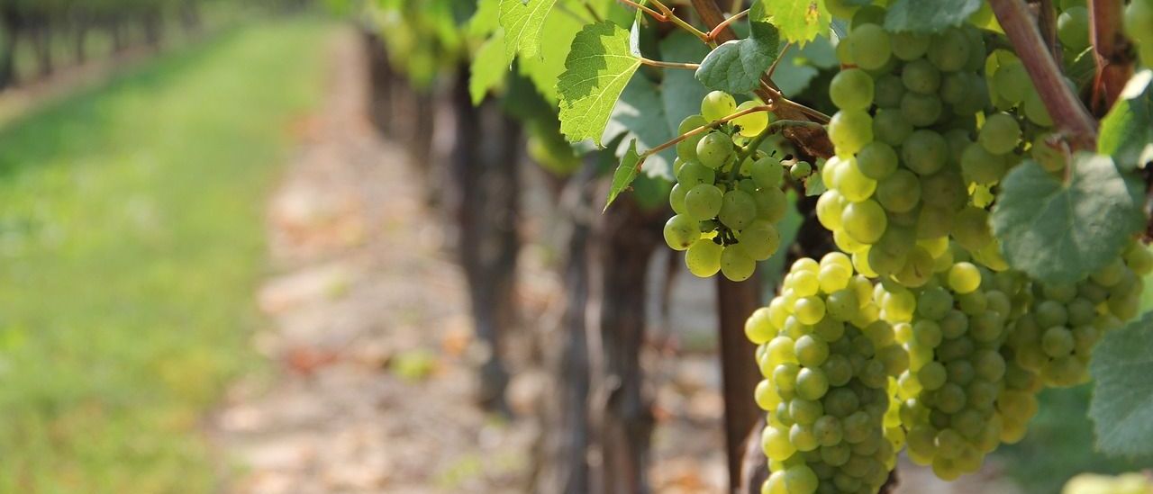 Bild enthält, Nature, Outdoors, Countryside, Rural, Farm, Plant, Fruit, Produce, Vineyard, Grapes