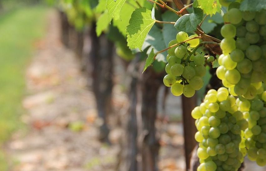 Bild enthält, Nature, Outdoors, Countryside, Rural, Farm, Plant, Fruit, Produce, Vineyard, Grapes