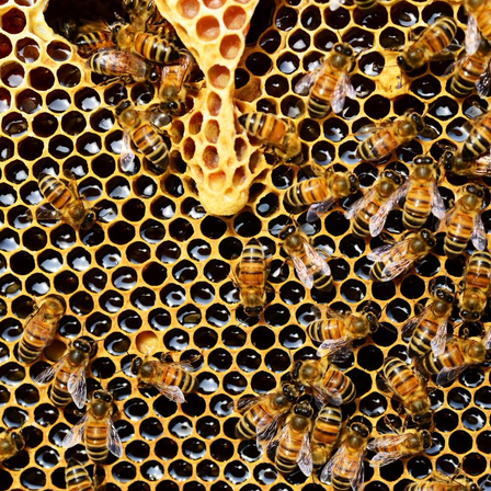 v1_migrated_image_84612333