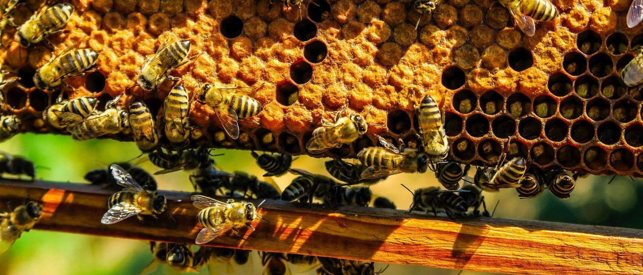 Eine Nahaufnahme eines Bienenstocks, gefüllt mit zahlreichen Honigbienen. Das Bienenwaben ist mit sechseckigen Zellen gefüllt, und die Bienen arbeiten eifrig daran.