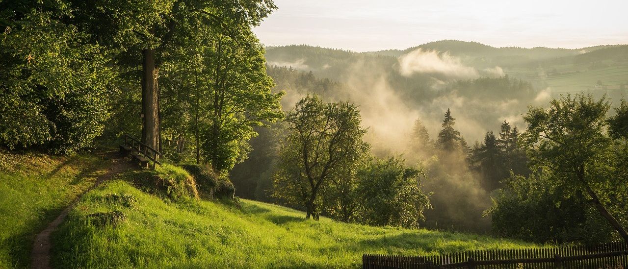 Ein ruhiger Morgen in einem üppigen Wald mit aufsteigendem Nebel, umgeben von Bäumen und einem kleinen Holzzaun.