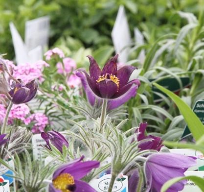 Eine Auswahl an lila Blüten mit gelben Zentren ist in einem Garten ausgestellt. Einige Blumen haben grüne Etiketten, andere nicht. Der Hintergrund besteht aus einer Mischung aus rosa, grünen und weißen Blumen.