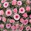 Eine Blumenarrangement mit rosa Rosen und Gänseblümchen, verziert mit Babysatem und grünen Blättern, auf einem grauen Hintergrund ausgestellt. Eine weiße Schleife mit dem Text 'In Liebe' ist an den Blumen befestigt.