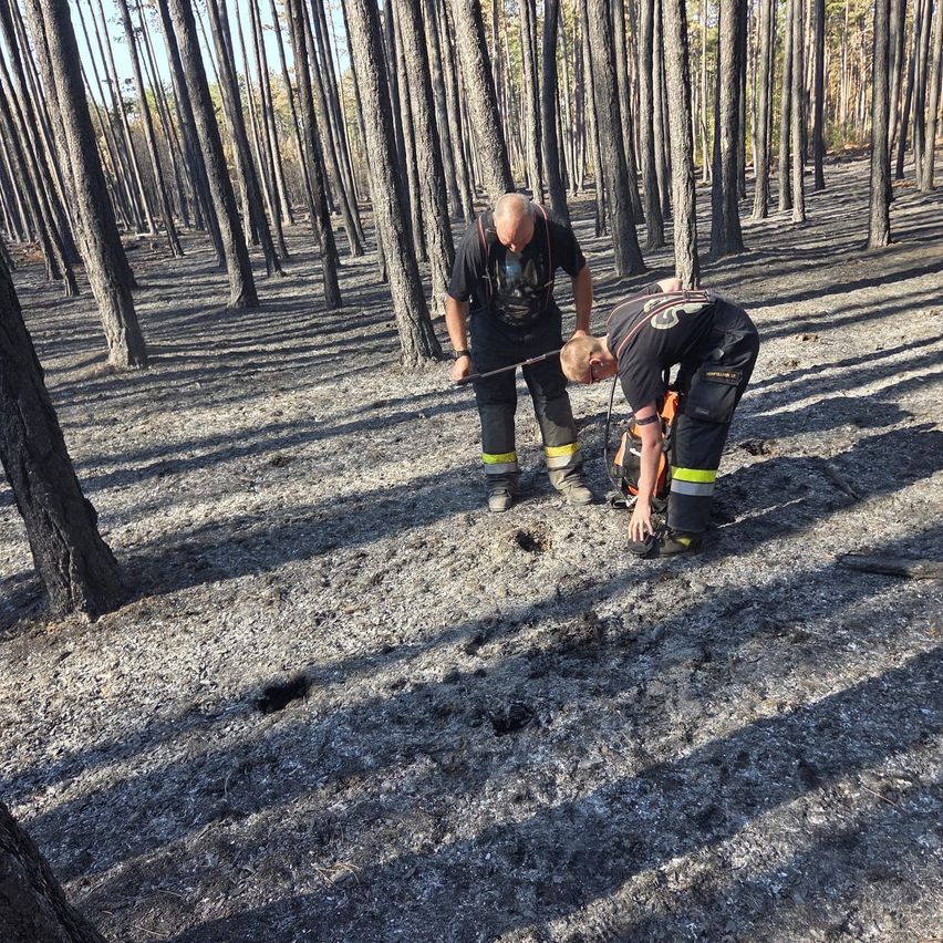 Two firefighters are inspecting a burnt area in a forest. One is bending over, examining the ground, while the other stands with a stick.