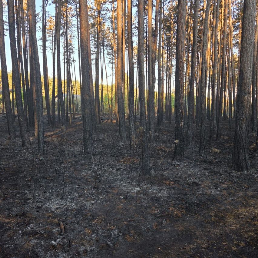 A forest with tall trees, some charred and burnt, showing the aftermath of a fire. The ground is covered in ash and blackened soil.