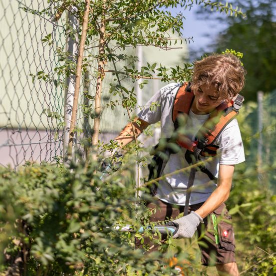 Ein junger Mann mit Gurtzeug und Handschuhen schneidet Pflanzen an einem Zaun.