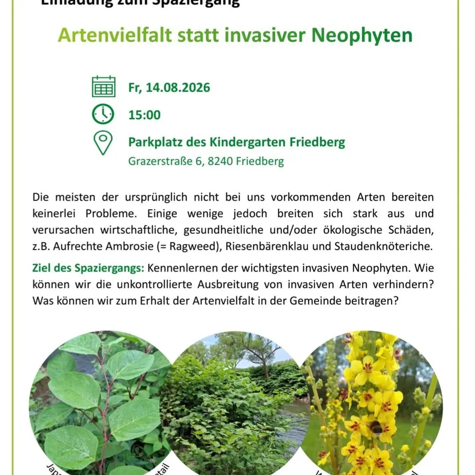 Plakat für einen geführten Spaziergang am 14. August 2026 um 15 Uhr am Parkplatz des Kindergartens Friedberg. Das Plakat betont die Bedeutung der Artenvielfalt gegenüber invasiven Pflanzen und diskutiert wirtschaftliche, gesundheitliche und ökologische Schäden durch invasive Arten.