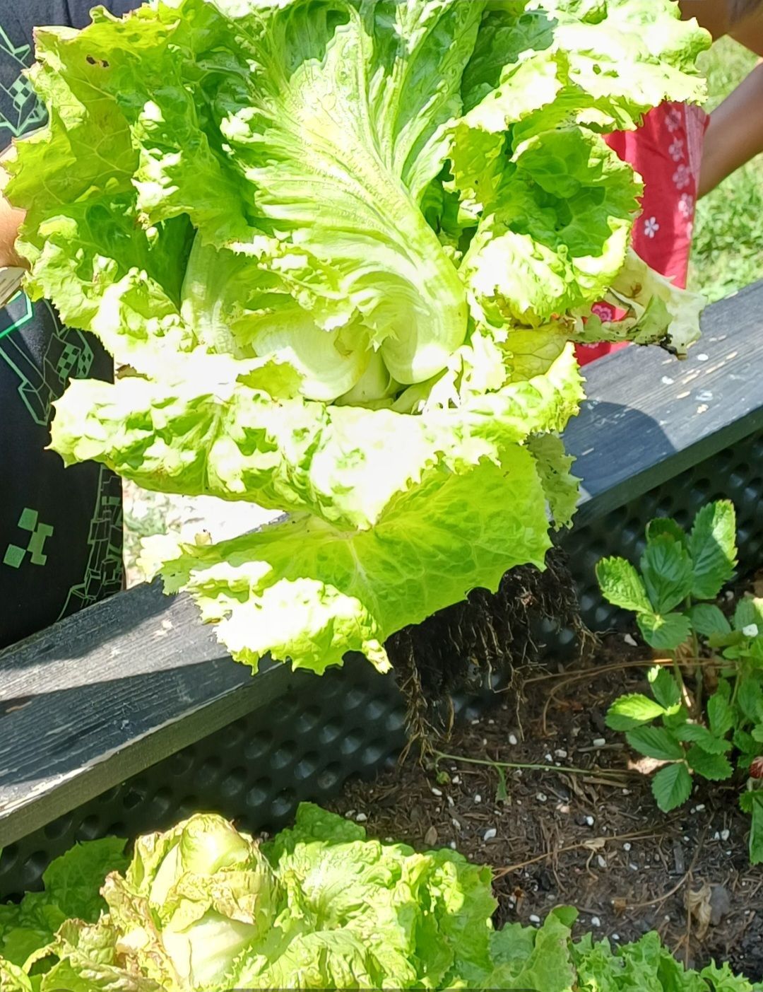 Ein Nahaufnahme eines grünen Blattgemüses, das von einer Person gehalten wird, mit einer Erdbeerpflanze und einem hölzernen Gartenbeet im Hintergrund.