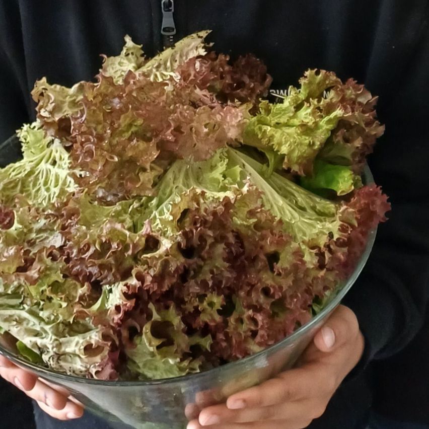 Eine Person hält eine Glasschale mit gemischtem grünem und rotem Salat. Der Salat ist leicht gewellt und sieht frisch aus.