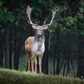 Animal, Deer, Mammal, Wildlife, Elk, Antelope, Antler, Plant, Tree, Vegetation