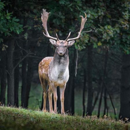 Bild enthält, Animal, Deer, Mammal, Wildlife, Elk, Antelope, Antler, Plant, Tree, Vegetation