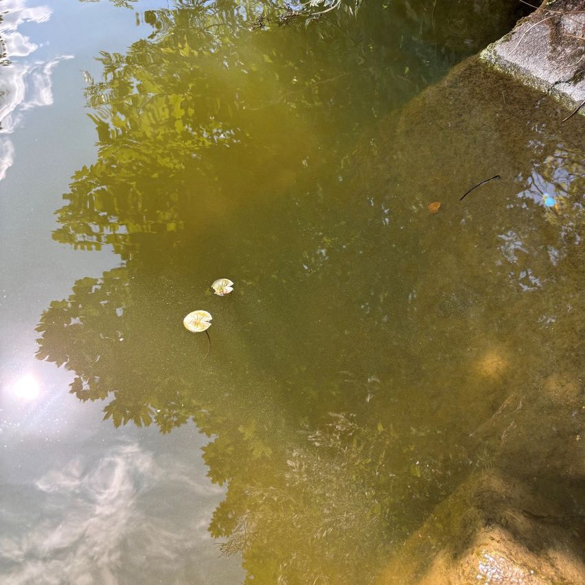 A greenish pond with reflections of trees and sky, with two floating leaves.