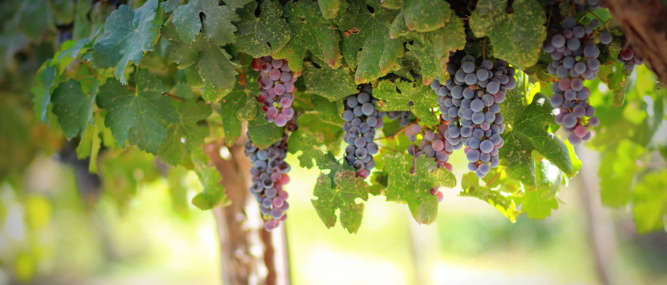 Bild enthält, Fruit, Grapes, Plant, Nature, Outdoors, Vine, Countryside, Rural, Farm, Vineyard